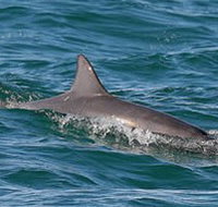 Byron Bay Dolphin Wildlife Tours - Accommodation Whitsundays