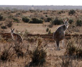 Silver City Tours - Accommodation Whitsundays 1