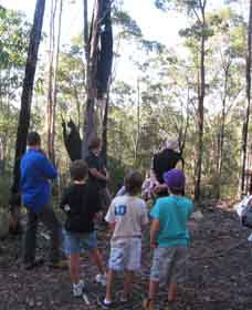 Boronia Tours - Accommodation Whitsundays 1