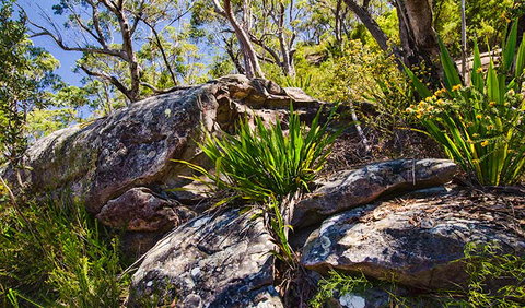 Canoelands Ridge Walking Track - Accommodation Whitsundays 1