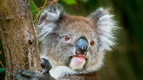 Brisbane Water National Park - Accommodation Whitsundays 2