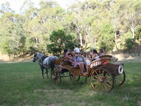 Classic Carriage Drives - Accommodation Whitsundays 3