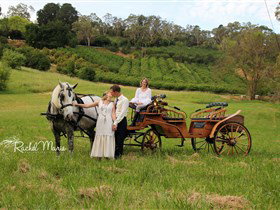 Classic Carriage Drives - Accommodation Whitsundays 2
