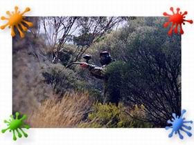 Paintball Skirmish SA - Accommodation Whitsundays 2