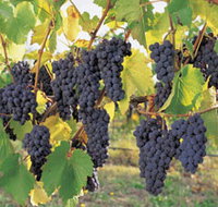 Hills Short Wine and Food Trail - Accommodation Whitsundays