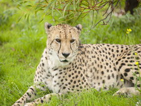 Monarto Open Range Zoo - Accommodation Whitsundays 3