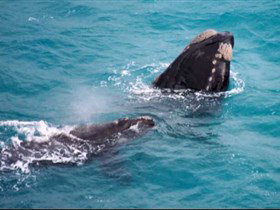 Tourist Drive Route 50 - Accommodation Whitsundays 1