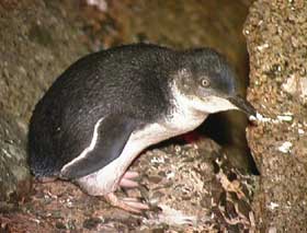 Granite Island Recreation Park - Accommodation Whitsundays 1