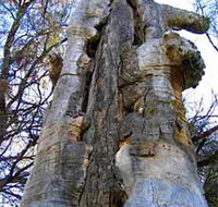 Junction Island Nature Reserve Canoe Tree and Walking Track - Accommodation Whitsundays