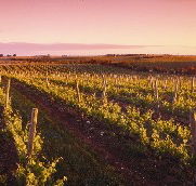 Ralph Fowler Wines - Accommodation Whitsundays