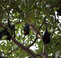 Manngarre Rainforest Walk - Accommodation Whitsundays