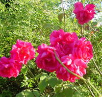 Bishop's Lodge Historic House and Heritage Rose Garden - Accommodation Whitsundays