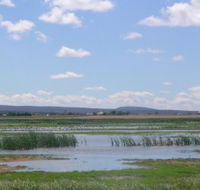 Fivebough Wetlands - Accommodation Whitsundays