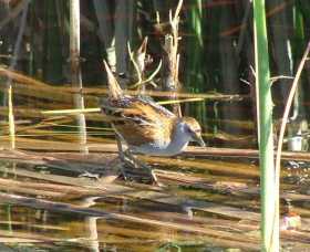 Fivebough Wetlands - Accommodation Whitsundays 1