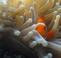 The Hangover Dive Site - Accommodation Whitsundays