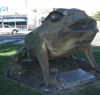 Big Cane Toad - Accommodation Whitsundays