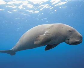 Dugong Sanctuary - Clairview - Accommodation Whitsundays 1