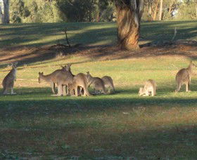 Savernake Day Tours - Accommodation Whitsundays 4