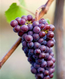 Ellender Estate - Accommodation Whitsundays 6