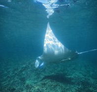 Manta Ray Bay Dive Site - Accommodation Whitsundays
