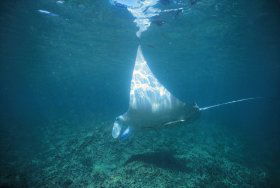 Manta Ray Bay Dive Site - Accommodation Whitsundays 0