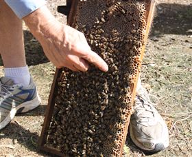 Bees On Keswick Island - Accommodation Whitsundays 1