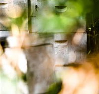 Bees on Keswick Island - Accommodation Whitsundays