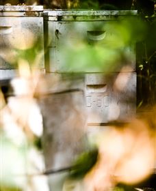 Bees On Keswick Island - Accommodation Whitsundays 0