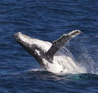 Whale Watching on Keswick Island - Accommodation Whitsundays