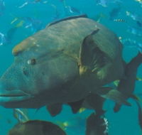 Fairey Reef - Accommodation Whitsundays