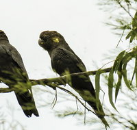 Conimbla National Park - Accommodation Whitsundays