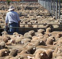 Livestock Marketing Centre - Accommodation Whitsundays