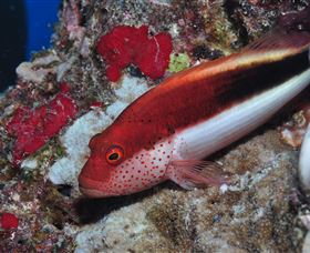 Snake Pit Dive Site