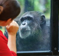 The Rockhampton Zoo - Accommodation Whitsundays