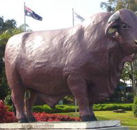 Rockhampton Bull Statues - Accommodation Whitsundays