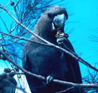 Mount Archer National Park - Accommodation Whitsundays