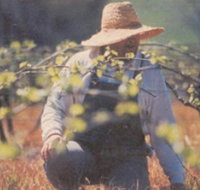 Canobolas Smith Winery - Accommodation Whitsundays