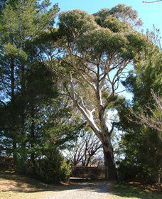 Habitat Vineyard - Accommodation Whitsundays 1