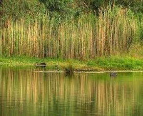 Wonga Wetlands - Accommodation Whitsundays 2