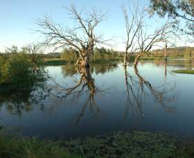 Wonga Wetlands - Accommodation Whitsundays 4