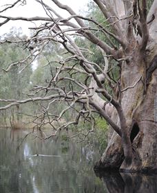Wonga Wetlands - Accommodation Whitsundays 3