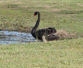 Wonga Wetlands - Accommodation Whitsundays 6