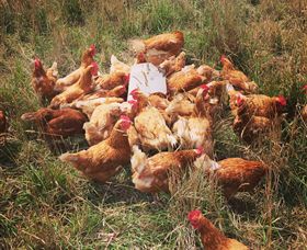 Ravens Creek Farm - Accommodation Whitsundays 6