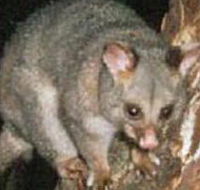 Moondarra State Park - Accommodation Whitsundays