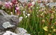 Blue Mountains Botanic Garden - thumb 4
