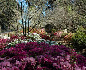 Wildwood Garden - Accommodation Whitsundays 2