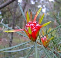Glenbrook Native Plant Reserve and Nursery - Accommodation Whitsundays