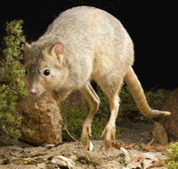Kanyana Wildlife Rehabilitation Centre - Accommodation Whitsundays