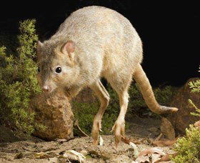 Kanyana Wildlife Rehabilitation Centre - Accommodation Whitsundays 0