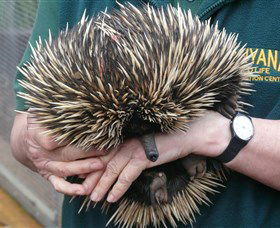 Kanyana Wildlife Rehabilitation Centre - Accommodation Whitsundays 2